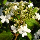 Japanischer Zwerg-Schneeball Watanabe / Viburnum plicatum Watanabe